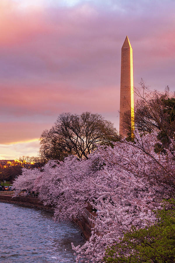 Springtime In DC Photograph by Andrew Soundarajan