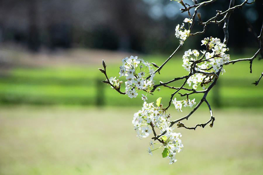 Springtime In Montgomery Photograph