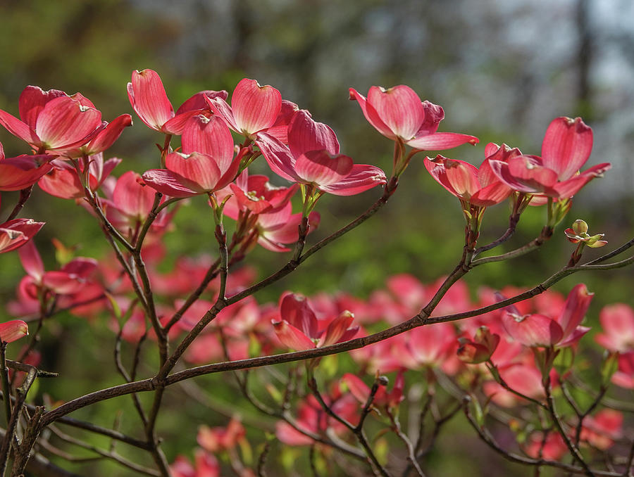 Springtime in Ohio - Dogwood Photograph by Julie A Murray - Fine Art ...