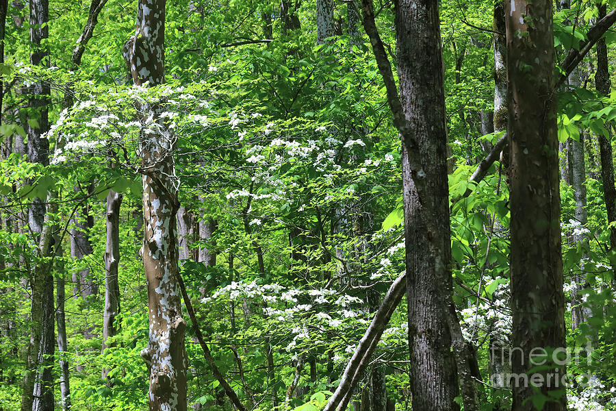 Springtime In Smoky Mountains Photograph by Felix Lai