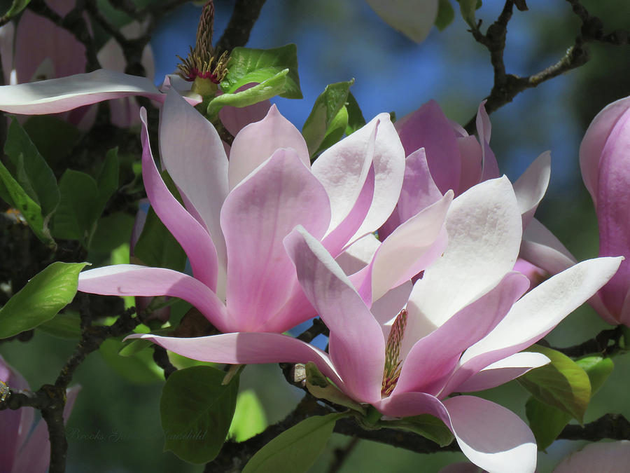 Spring in Southern Oregon - Japanese Magnoia Blossoms - Floral Photographic Art Photograph by Brooks Garten Hauschild