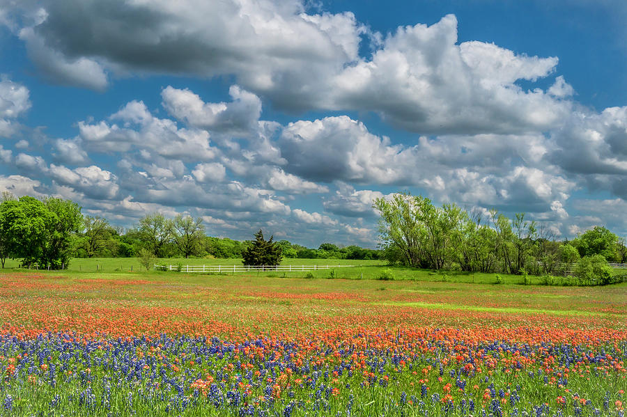Springtime in Texas Photograph by Pamela Steege