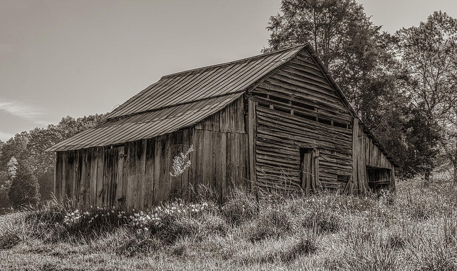 Springtime in the Country, Sepia Photograph by Marcy Wielfaert