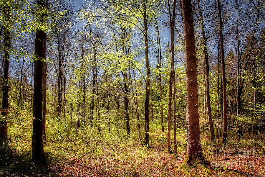 Springtime in the Forest Photograph by Edmund Nagele FRPS