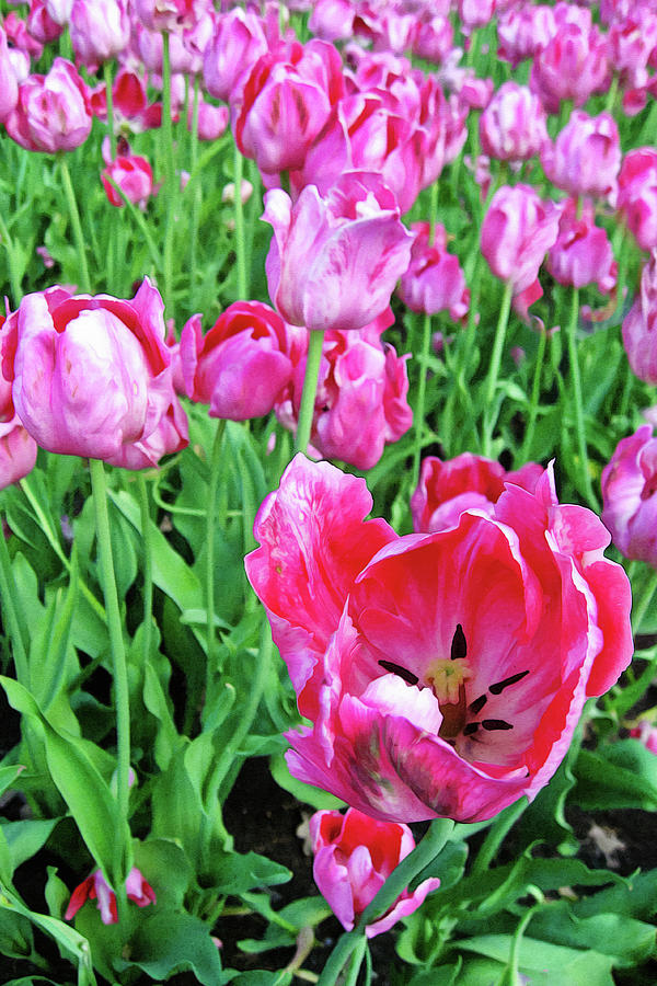 Springtime in the garden 2 Mixed Media by Tatiana Travelways