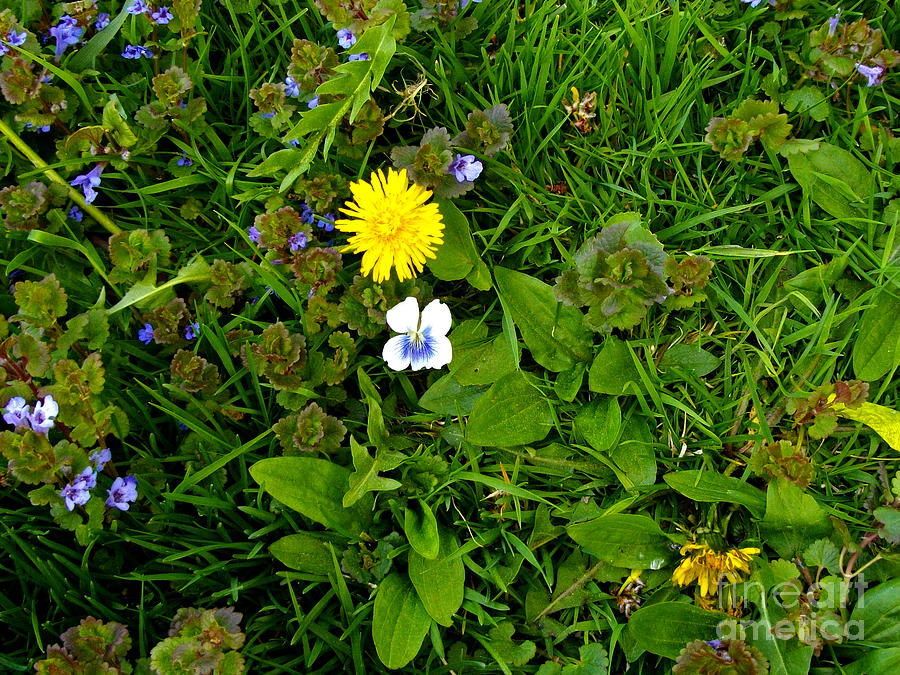Springtime In The Grass Photograph