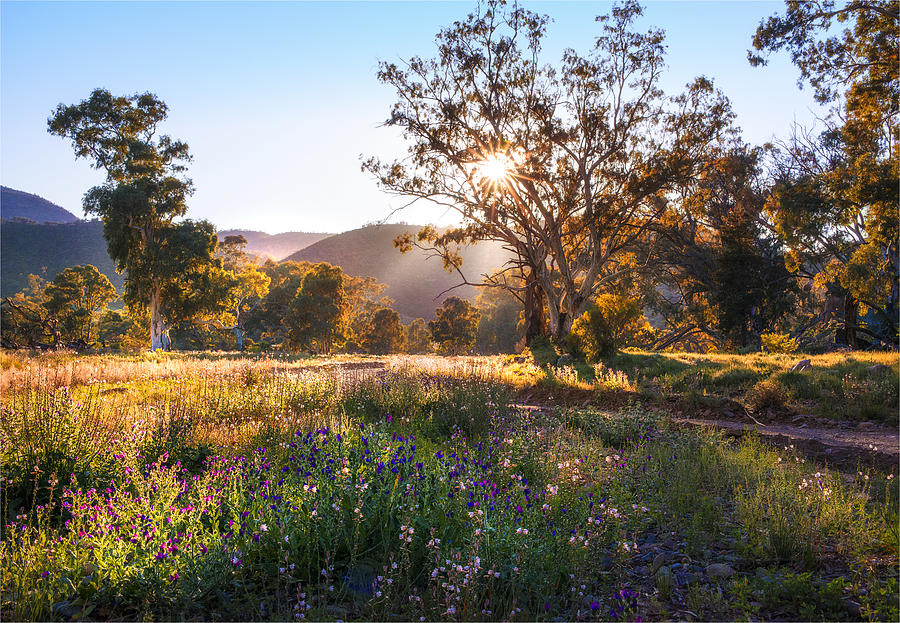 Springtime in the Ikara National Park. Southern Flinders Ranges, South Australia Photograph by Southern Lightscapes-Australia