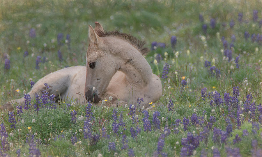 Springtime in the Lupine Meadow Photograph by Marcy Wielfaert