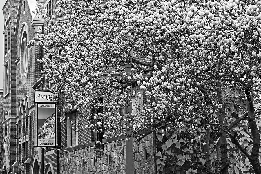 Springtime in the North End Boston MA Black and White Photograph by Toby McGuire