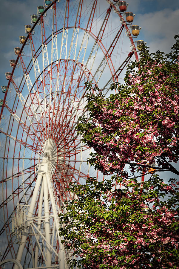 Springtime in Tokyo Photograph by Bill Chizek