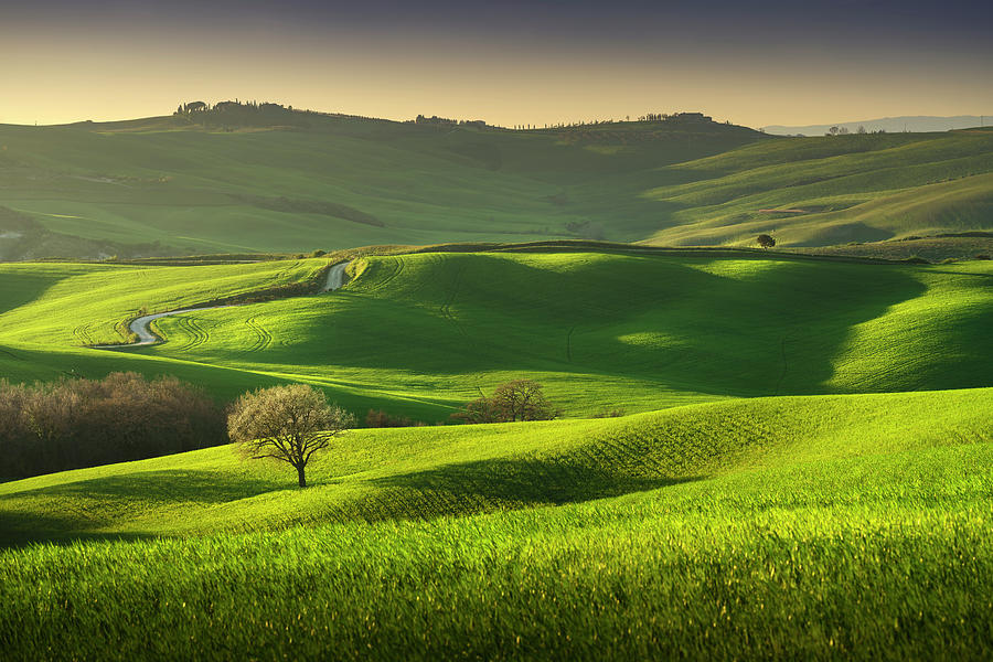Springtime in Tuscany, rolling hills and a tree. Pienza, Italy Photograph by Stefano Orazzini