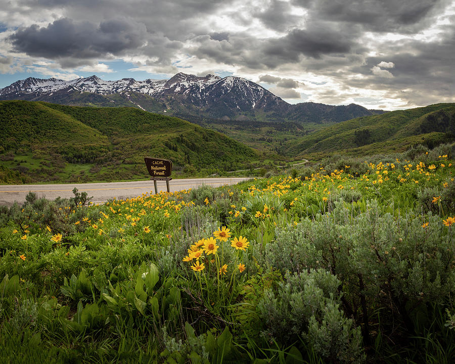 Springtime in Utah Photograph by Joan Escala-Usarralde