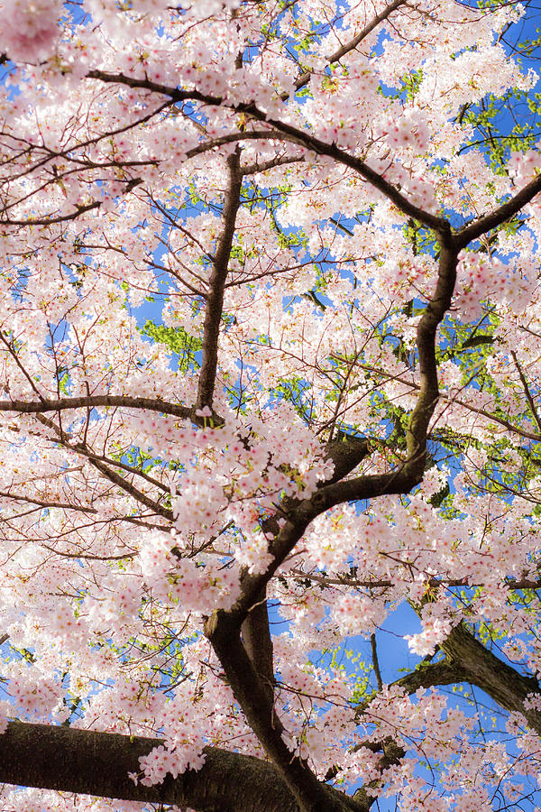Springtime in Washington Photograph by Steve Ember