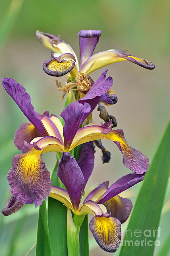 Springtime Irises II Photograph