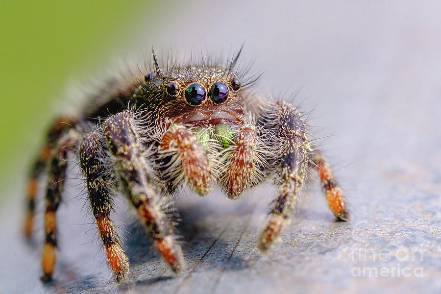 Springtime Jumping Spider Macro Photograph Photograph by Stephen Geisel