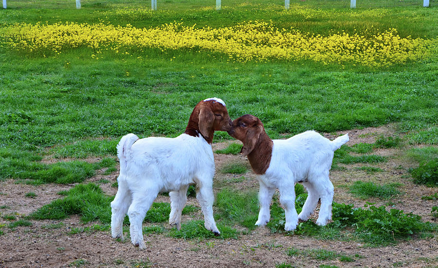 Goat Photograph - Springtime Kiss  by Marilyn MacCrakin