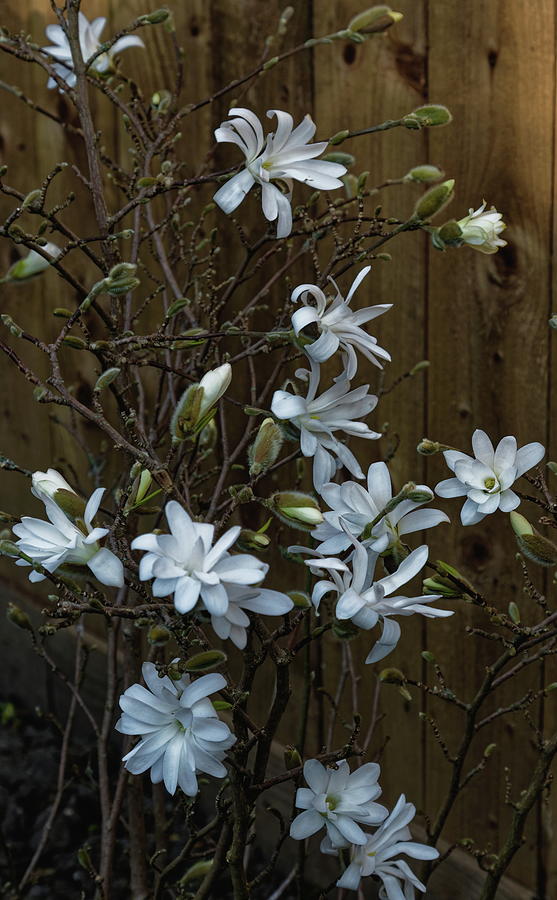 Springtime Magnolia Photograph