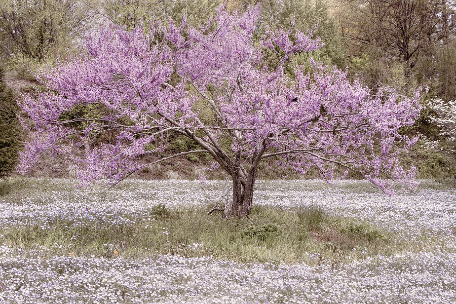 Springtime Meadow in Soft Pink Photograph by Debra and Dave Vanderlaan