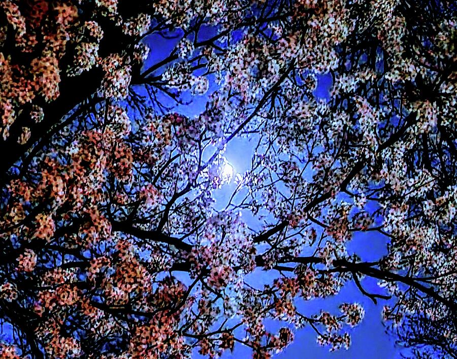 Springtime Night Sky Photograph