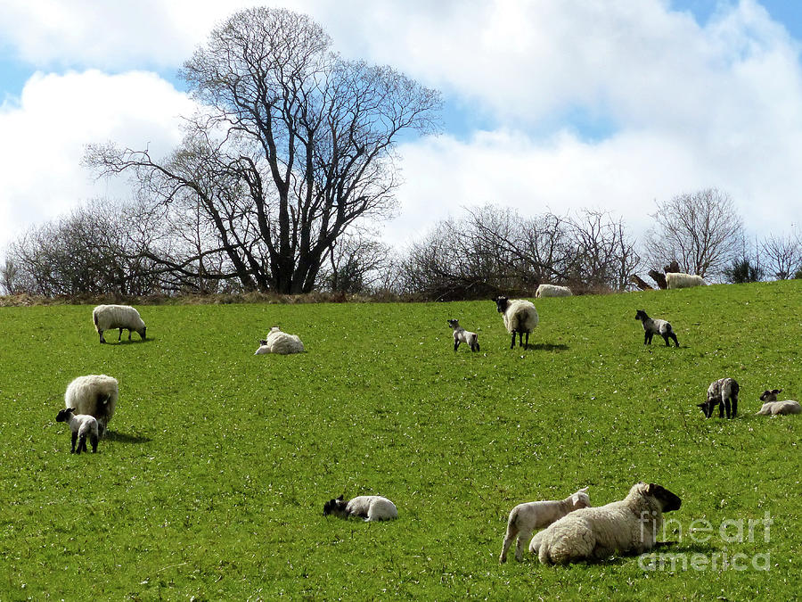 Springtime on the farm - Ewes with lambs Photograph by Phil Banks