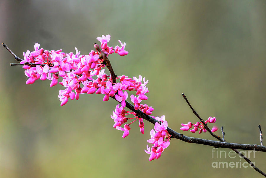 Springtime Pink Photograph by Richard Smith