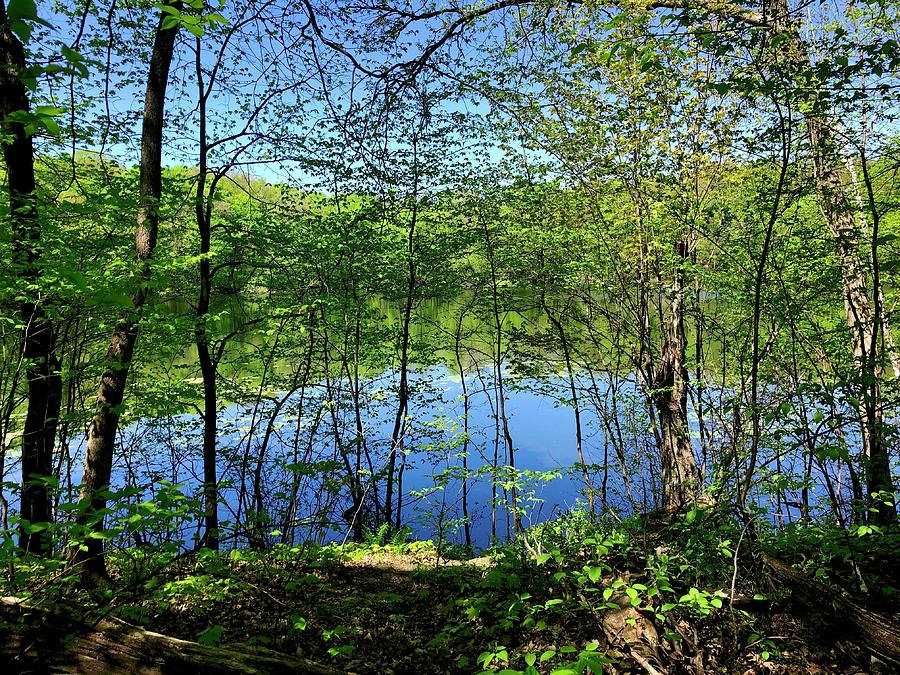 Springtime Pond Photograph by Sarah Lilja