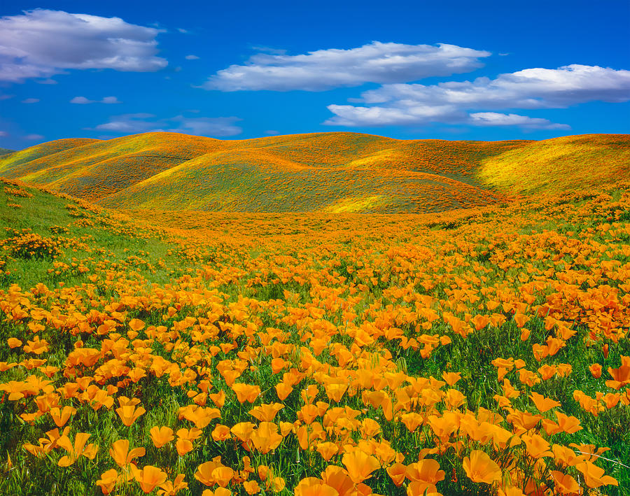 Springtime poppy super bloom at Antelope Valley CA Photograph by Ron and Patty Thomas