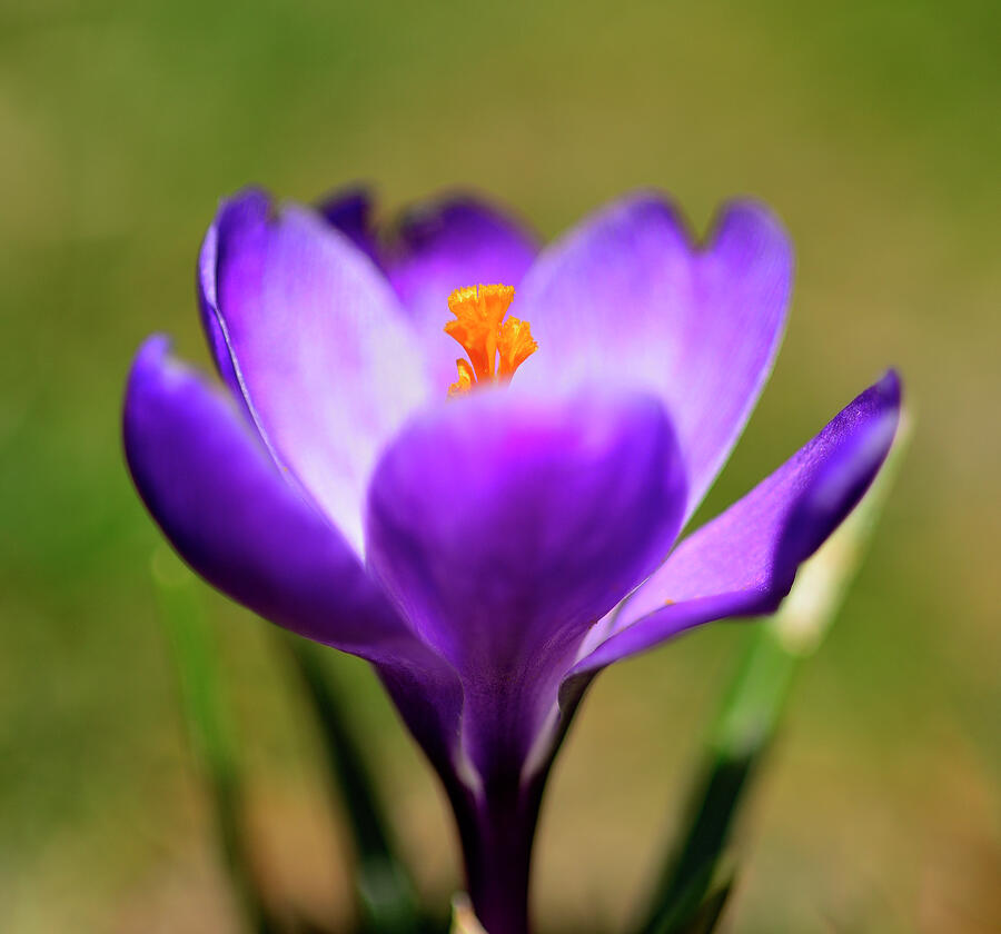Spring Photograph - Springtime Purple Crocus by David Saunders