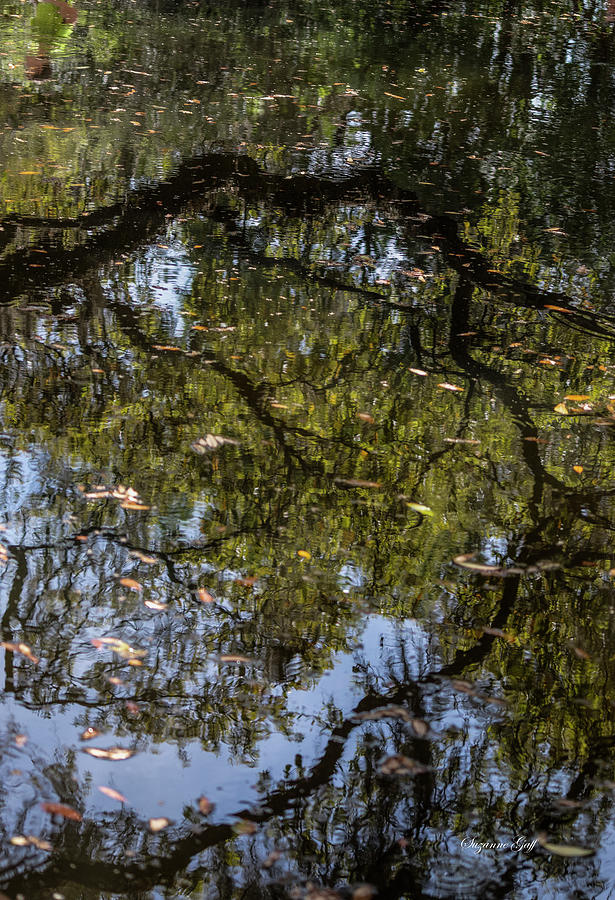 Springtime Reflections Photograph by Suzanne Gaff