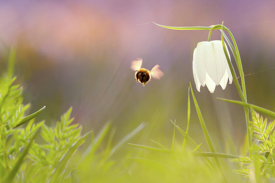 Spring Photograph - Springtime by Roeselien Raimond