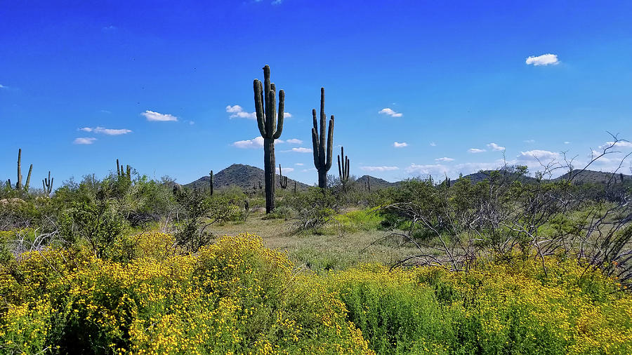 Springtime Saguaro Photograph by Gene Taylor