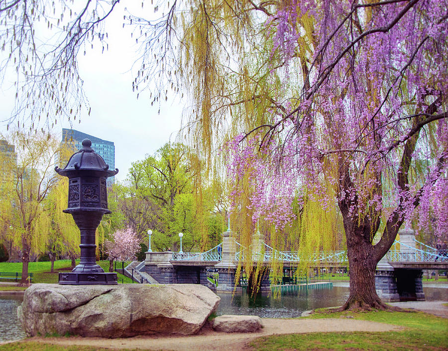 Springtime Scenes - Boston Public Garden Photograph