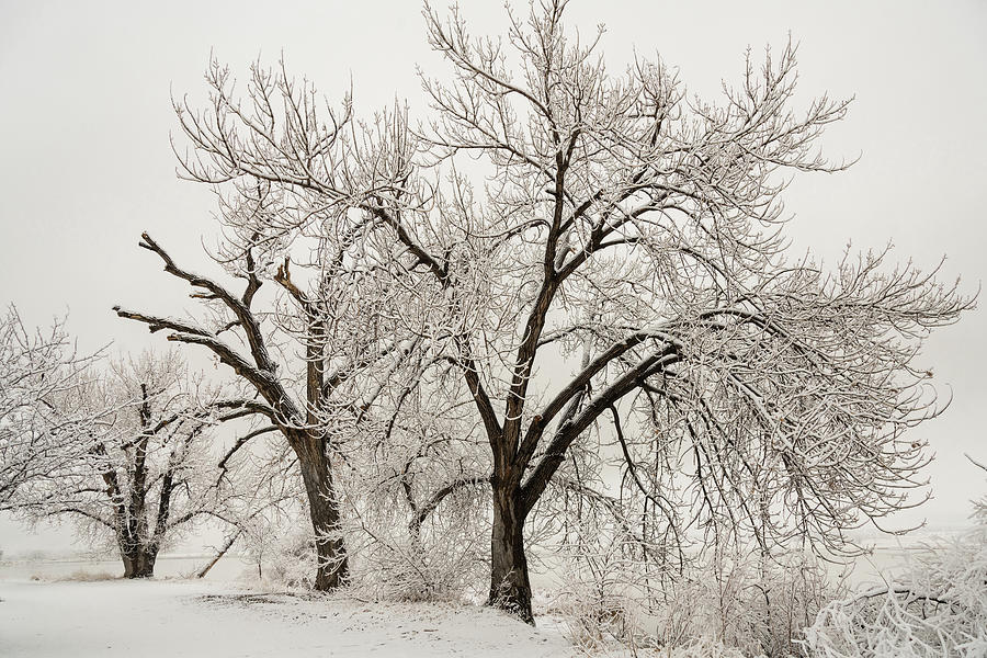 Springtime Snow Storm Photograph by James BO Insogna