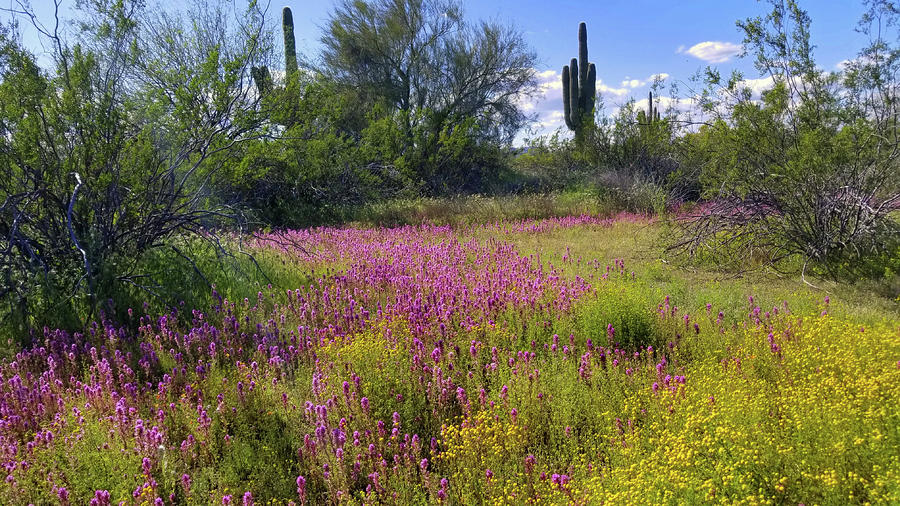 Springtime - Sonoran Desert Photograph by Gene Taylor