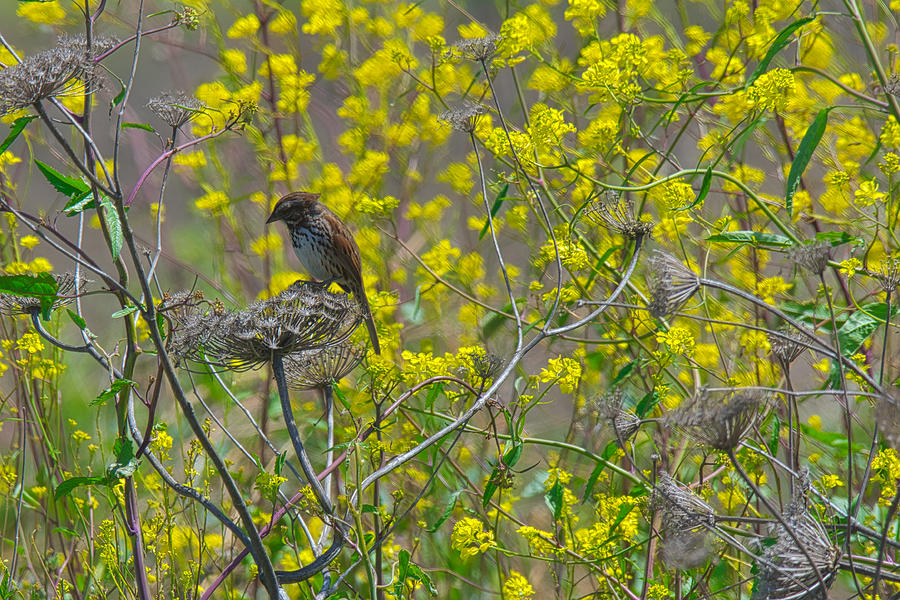 Springtime Sparrow Photograph by Steph Gabler