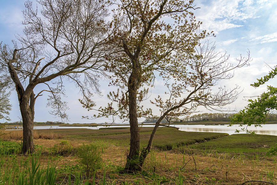Springtime Trees and Marsh Photograph by Marianne Campolongo