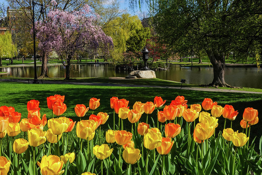 Springtime Tulips in the Boston Public Garden Boston Massachusetts Photograph by Toby McGuire