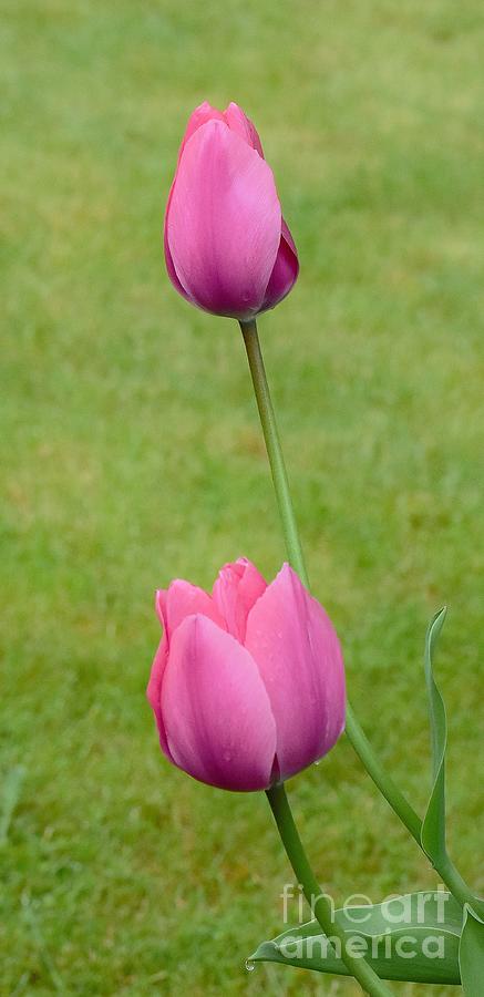 Springtime Tulips Photograph by Jimmy Chuck Smith
