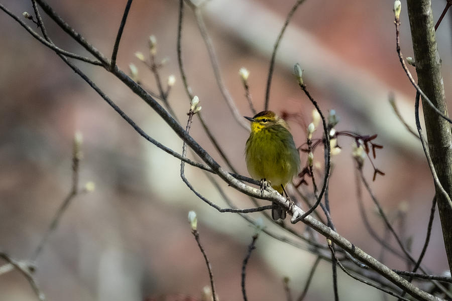 Springtime Warbler Photograph by Linda Bonaccorsi