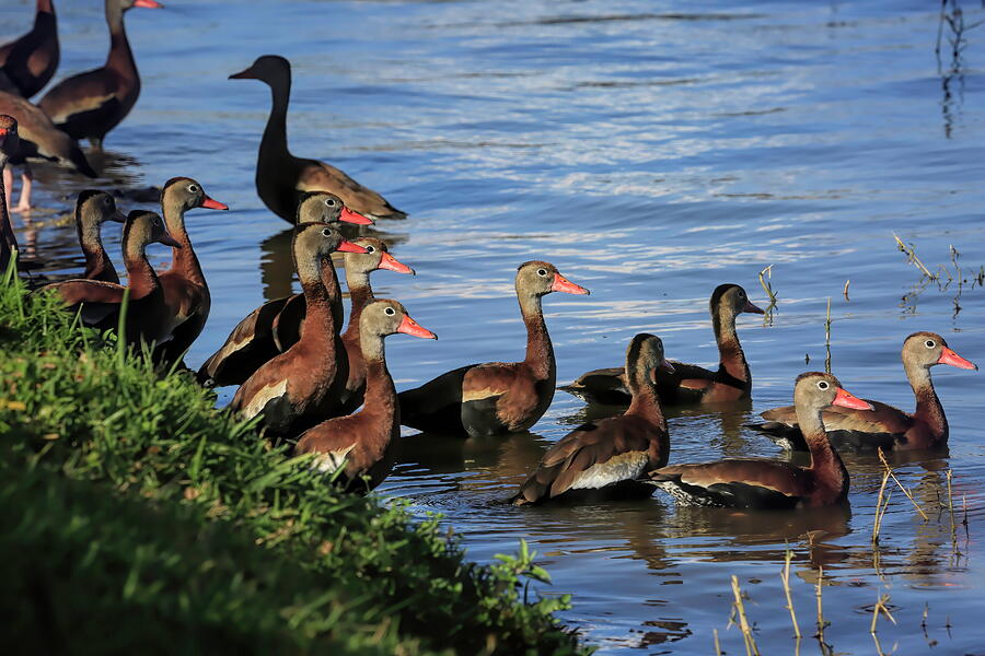 Springtime Whistling Ducks Photograph by Donna Kennedy