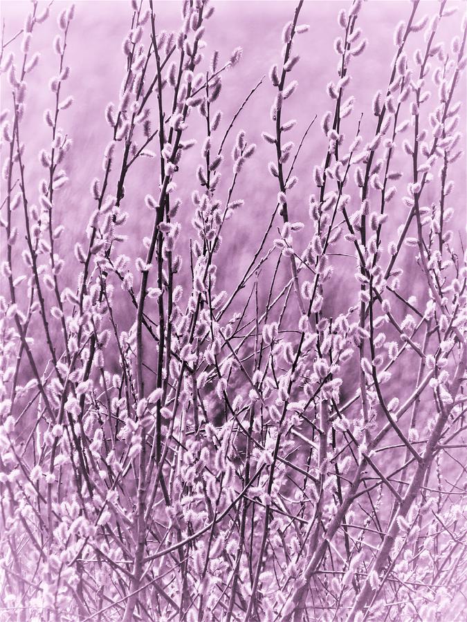 Springtime Willows  Photograph by Lori Frisch