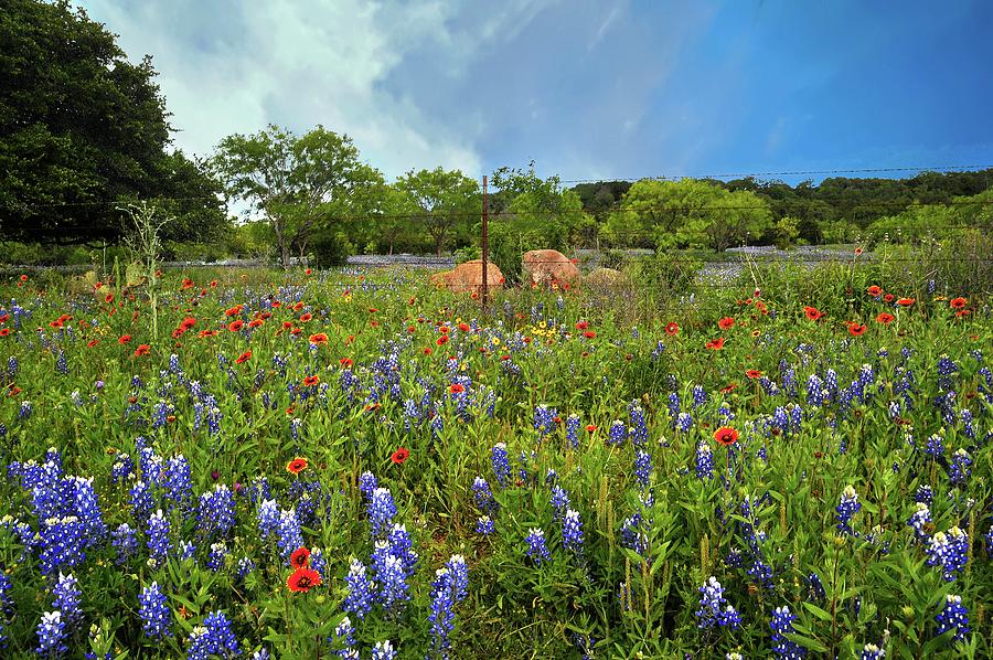 Springtime Wonders in the Texas Hill Country Photograph by Lynn Bauer