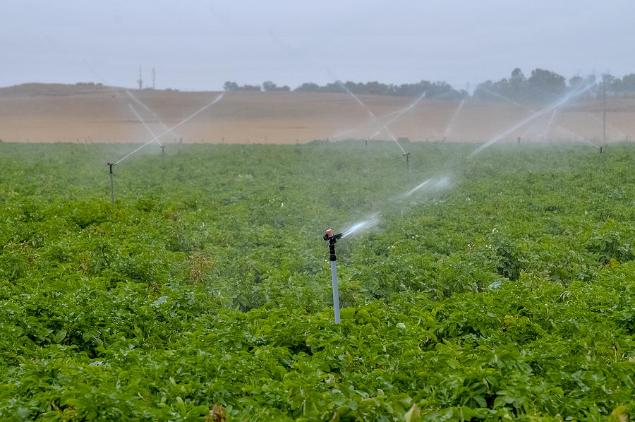 Sprinkler irrigation Photograph by PhotoStock-Israel
