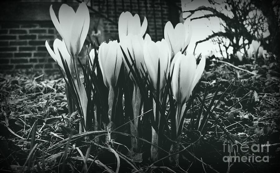 Nature Photograph - Sprint Has Sprung - Monochrome by Frank J Casella