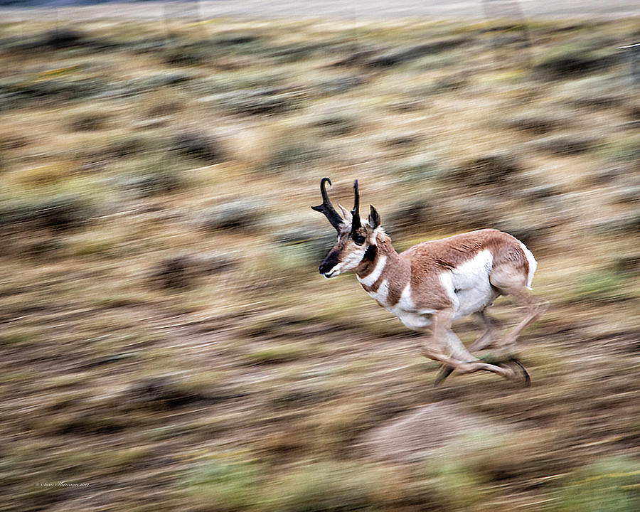 Sprinting Antelope Photograph by Sam Sherman