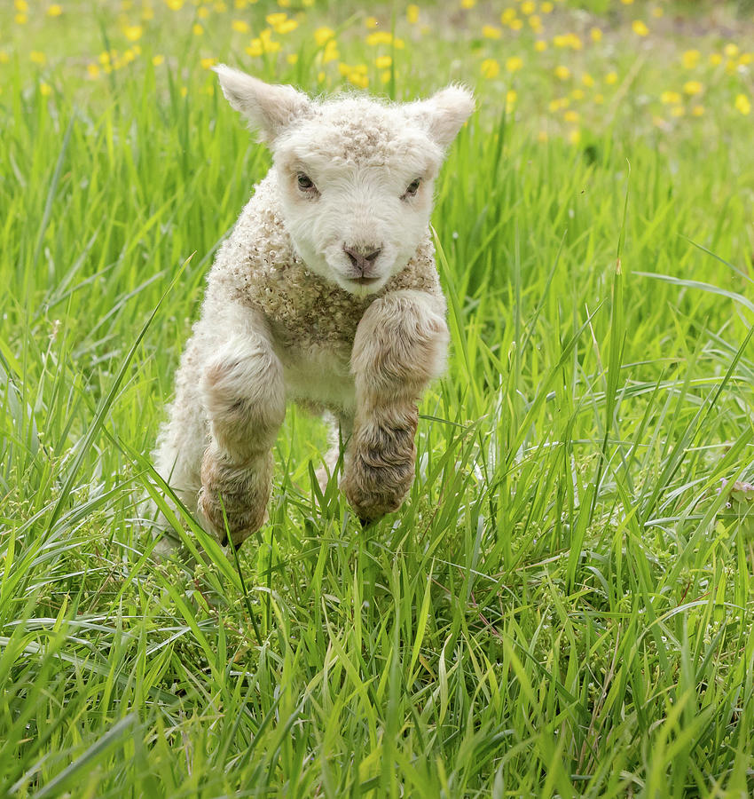 Sprinting Lamb Photograph by Lara Morrison