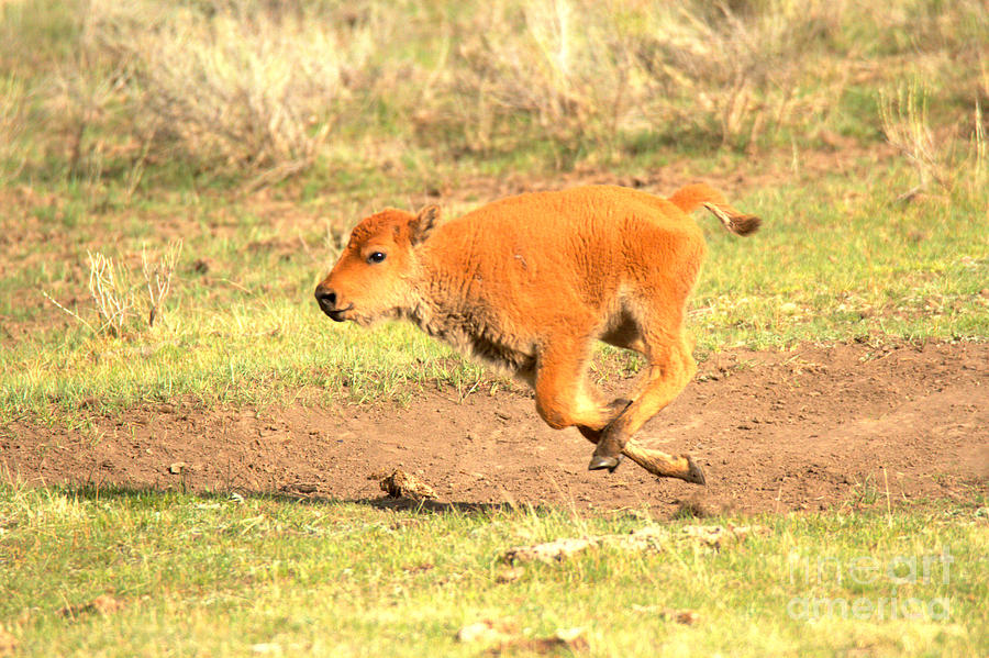 Sprinting Red Dog Photograph by Adam Jewell