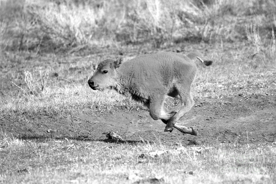 Yellowstone National Park Photograph - Sprinting Red Dog Black And White by Adam Jewell