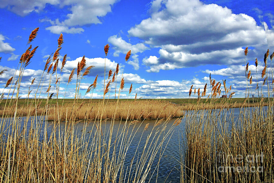 Sprng Landscape-NJ Wetlands Photograph by Regina Geoghan