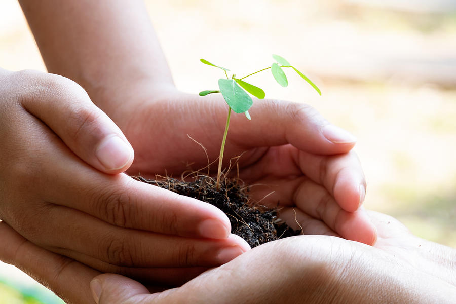 Sprout Plant and Soil Holding in Hands. Tree Growing and Prevent by Human. Environment and Ecology Concept Photograph by Jarabee123
